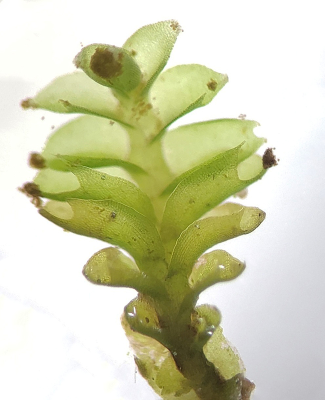 Tritomaria exsectiformis